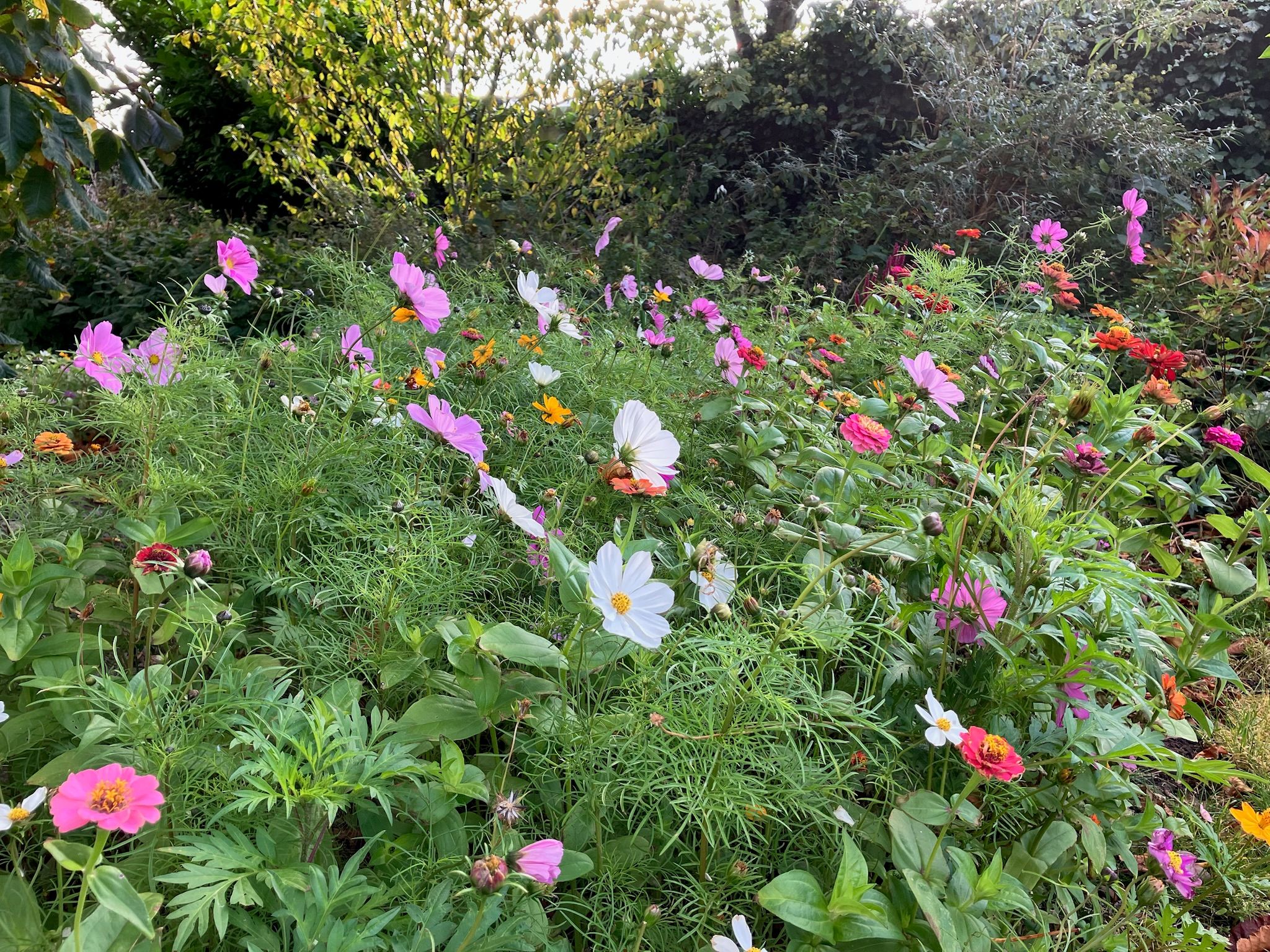 Foto 42 van Schelpweg 21