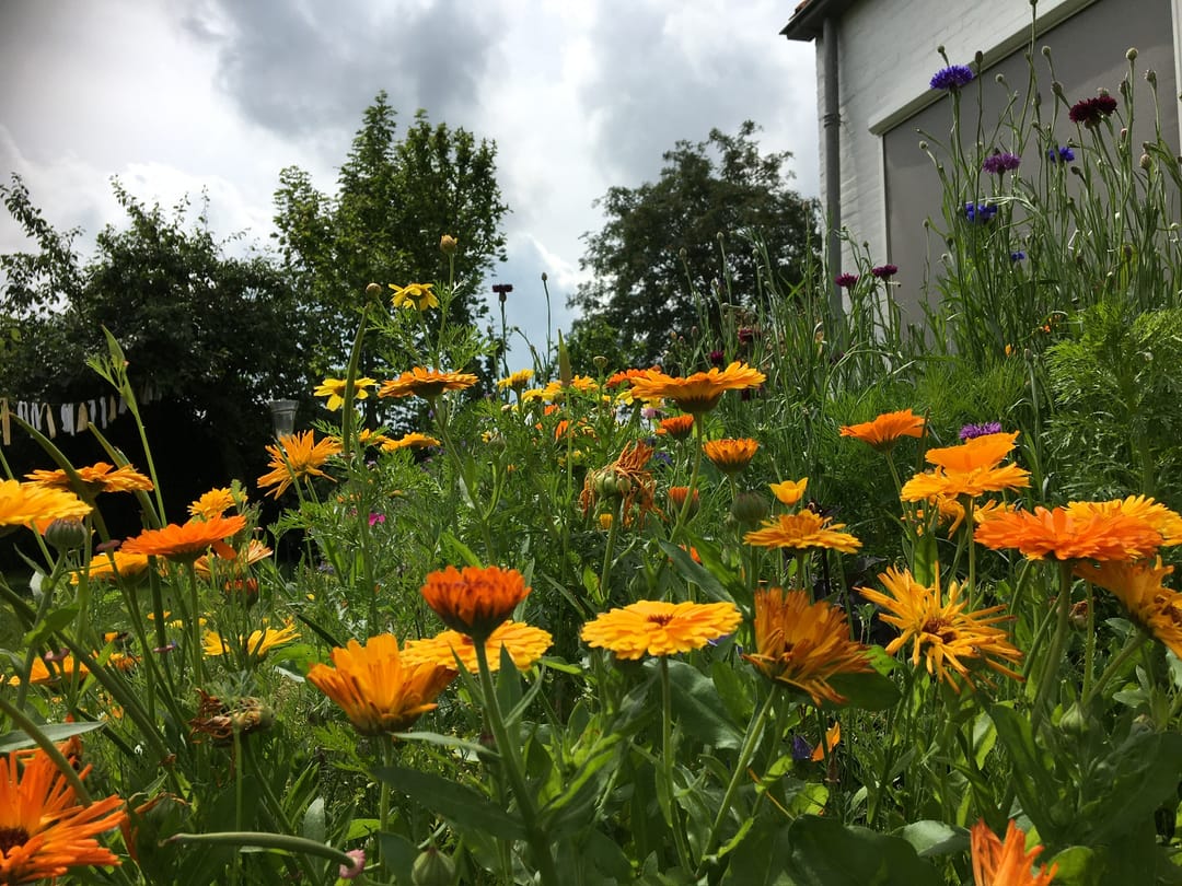 Foto 41 van Schelpweg 21