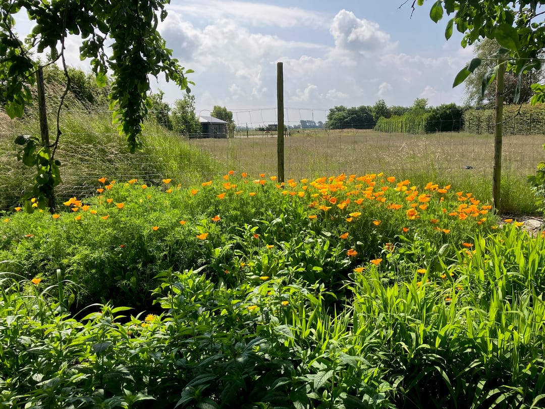 Foto 43 van Schelpweg 21