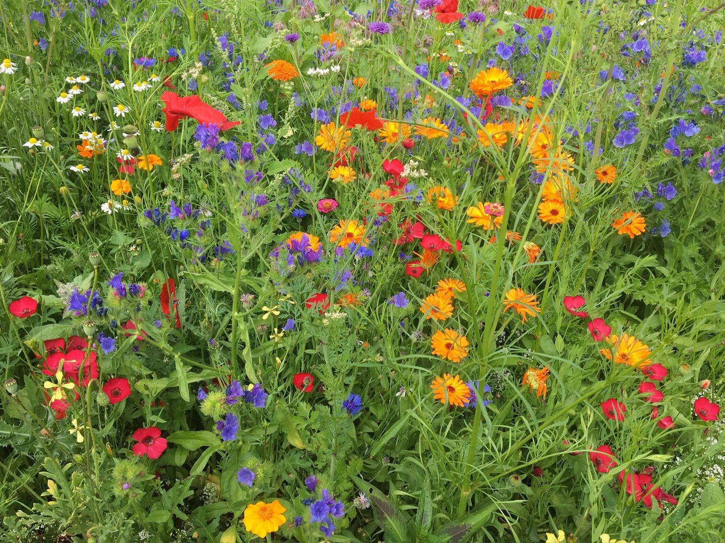 Foto 44 van Schelpweg 21