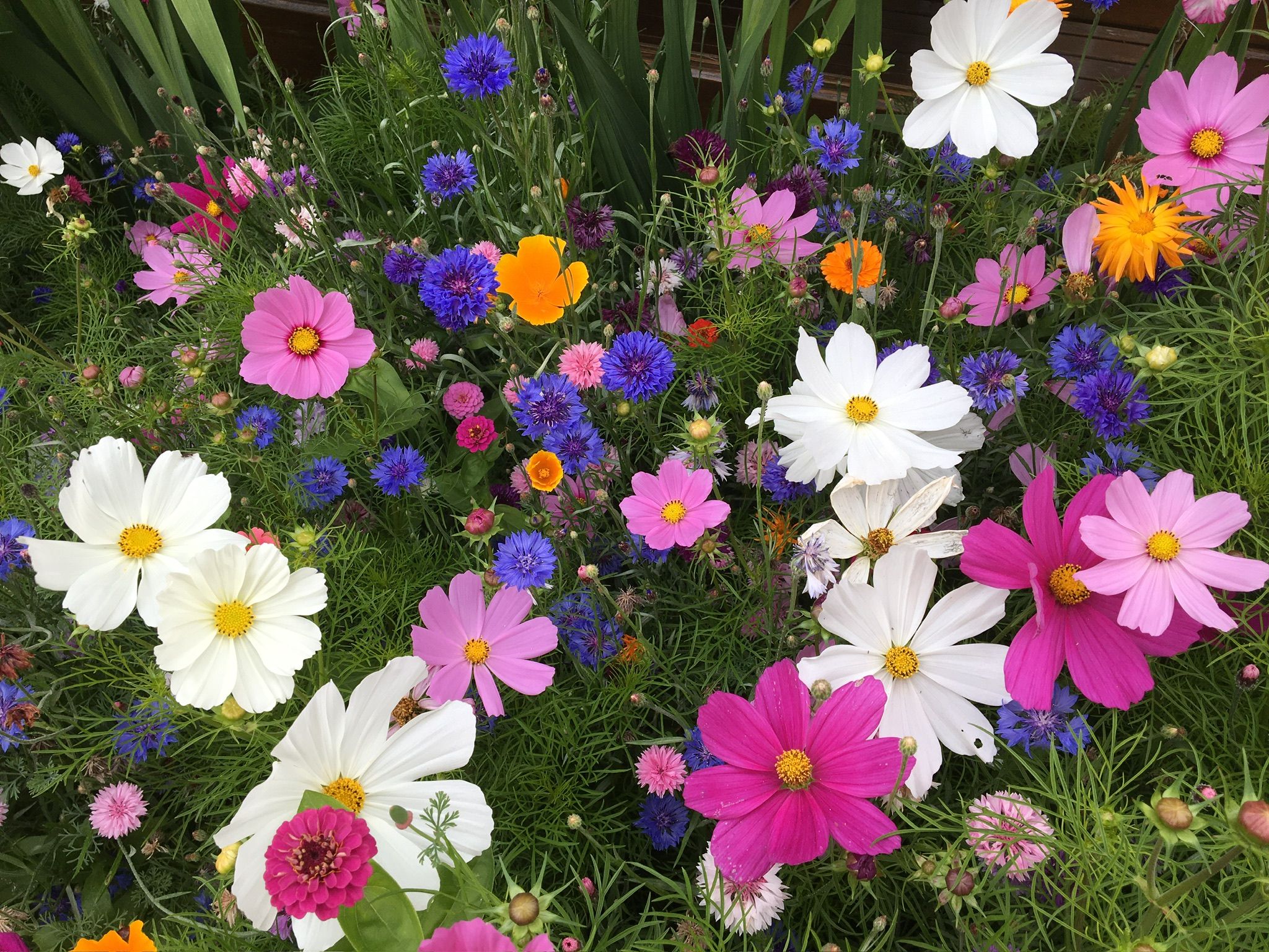 Foto 45 van Schelpweg 21