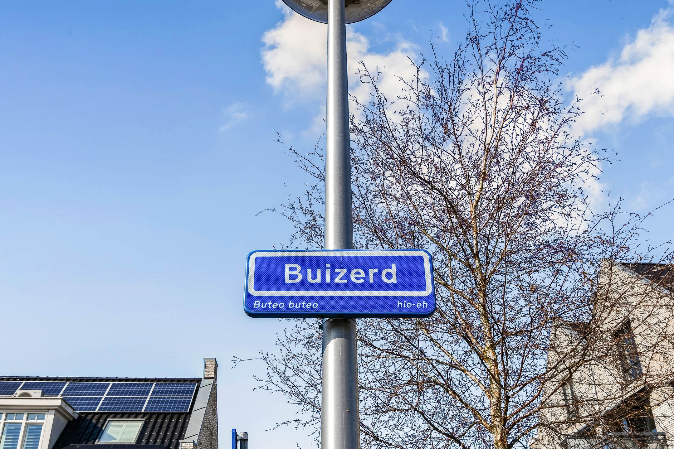 Foto 27 van Buizerd 34