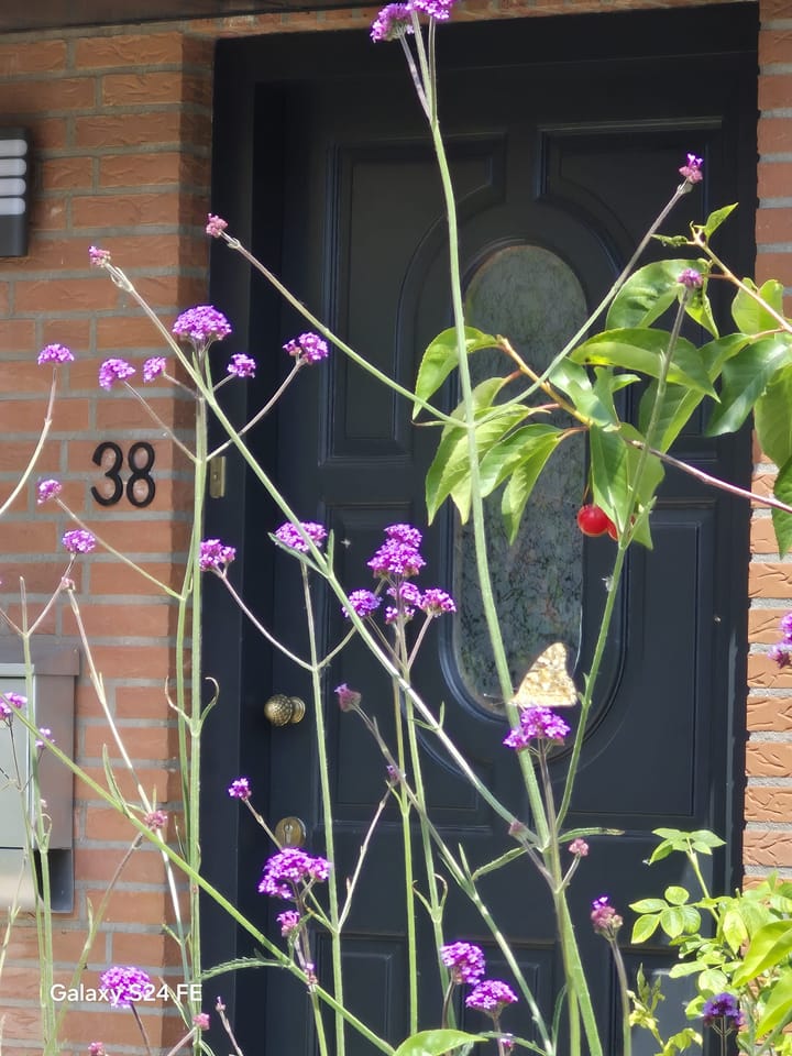 Photo 3 of Daslook 38