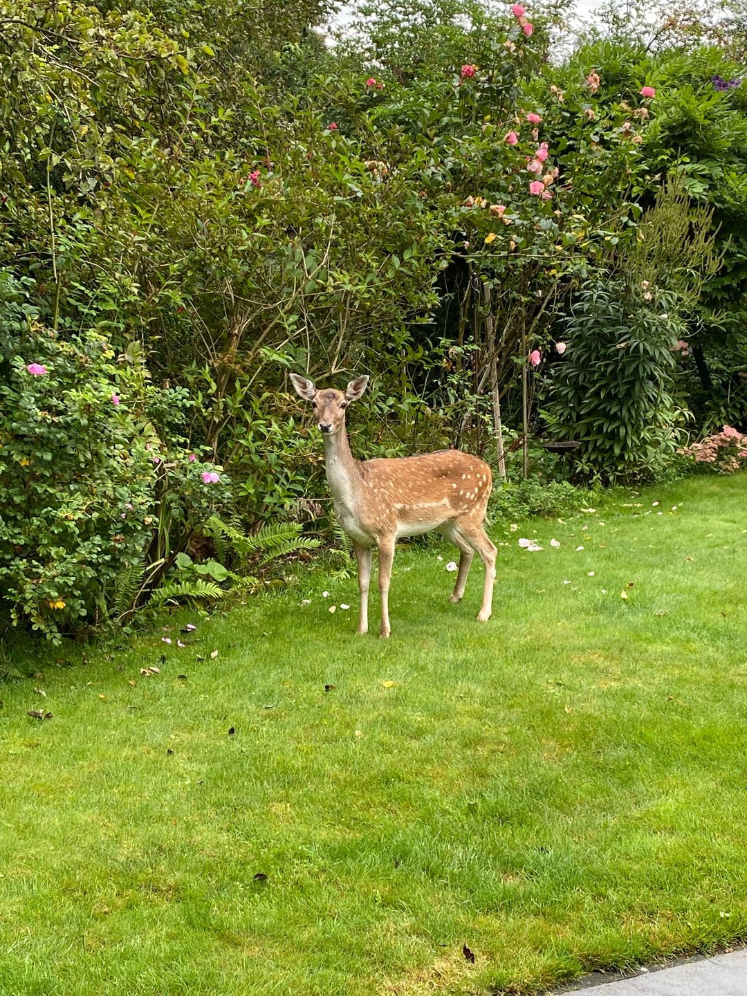 Foto 32 van Laagduurswoude 18