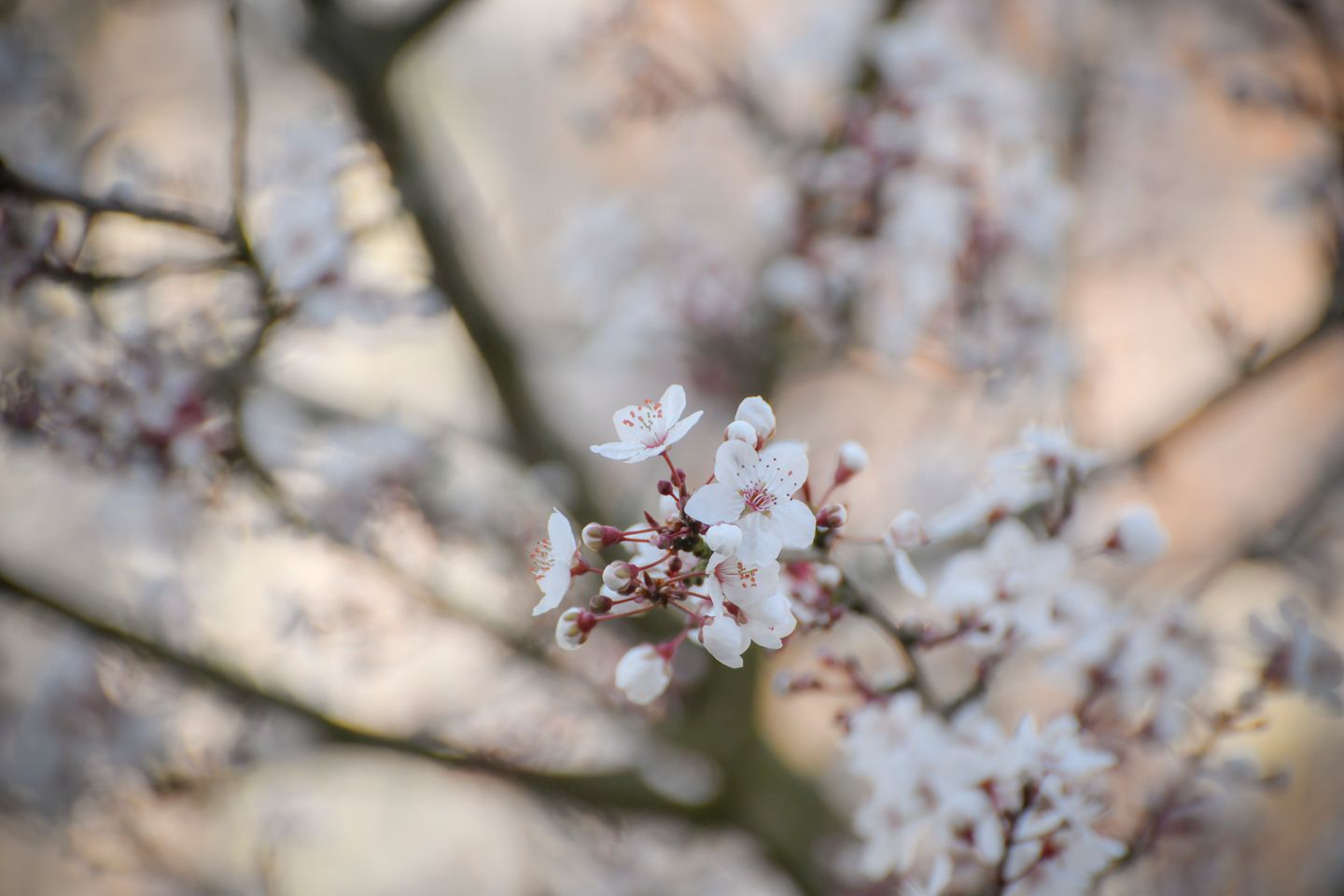 Photo 20 of Iepenrodelaan 6-BVR