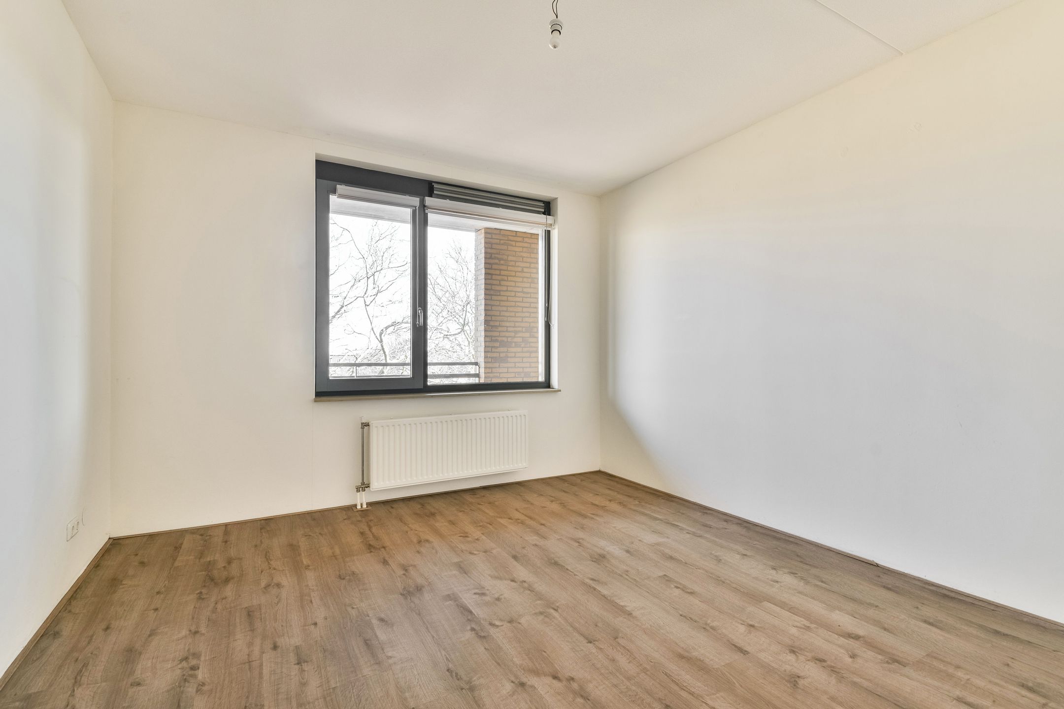 Foto 12 van Populier 36