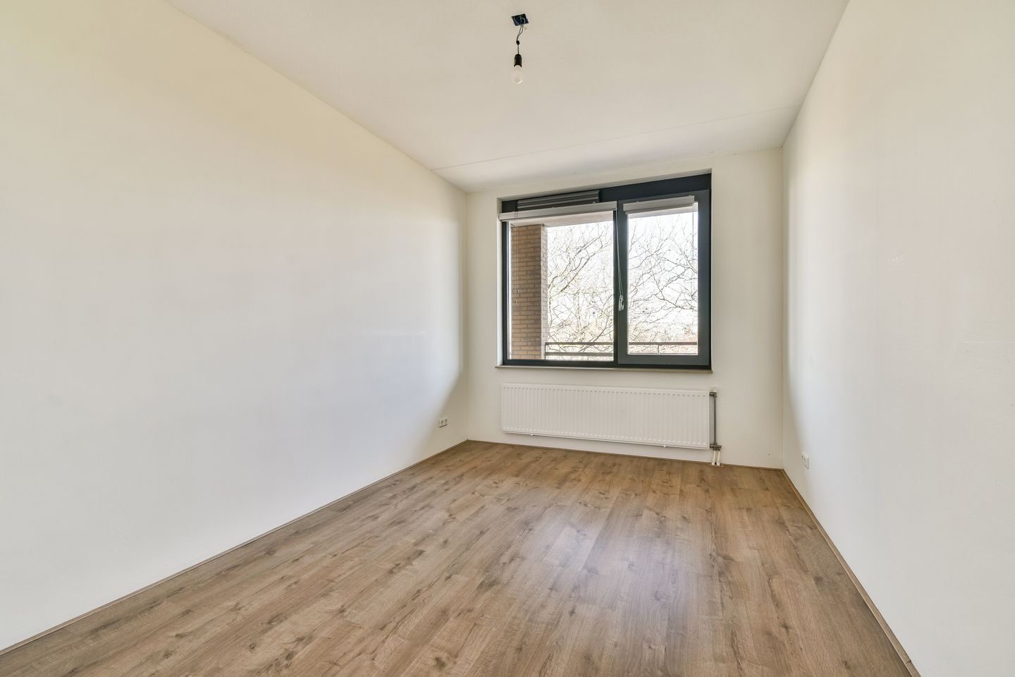 Foto 19 van Populier 36