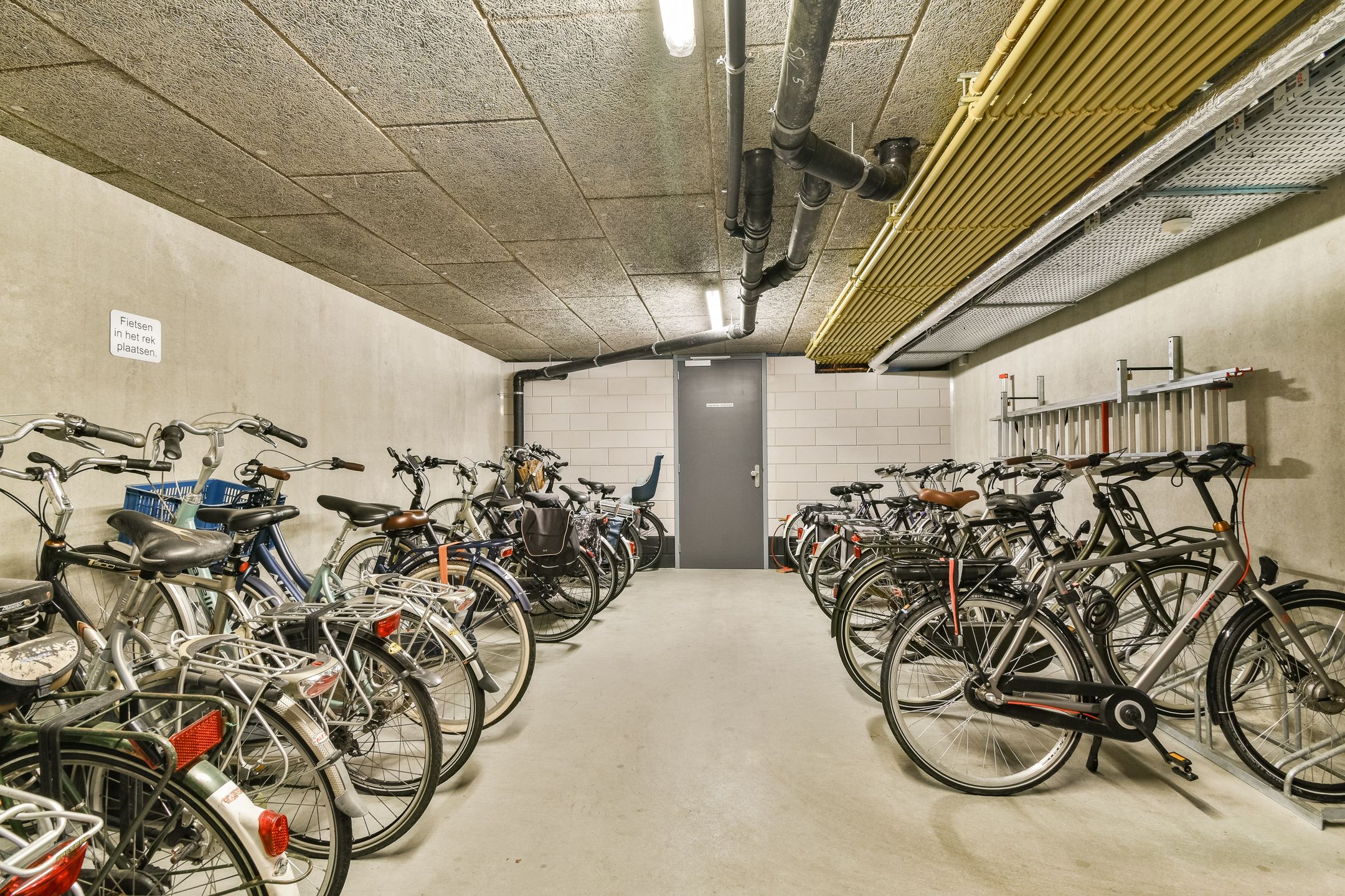 Foto 24 van Populier 36