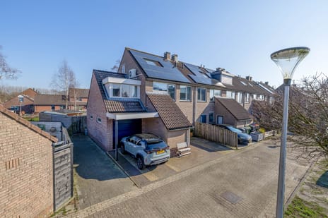Paardebloem thumbnail