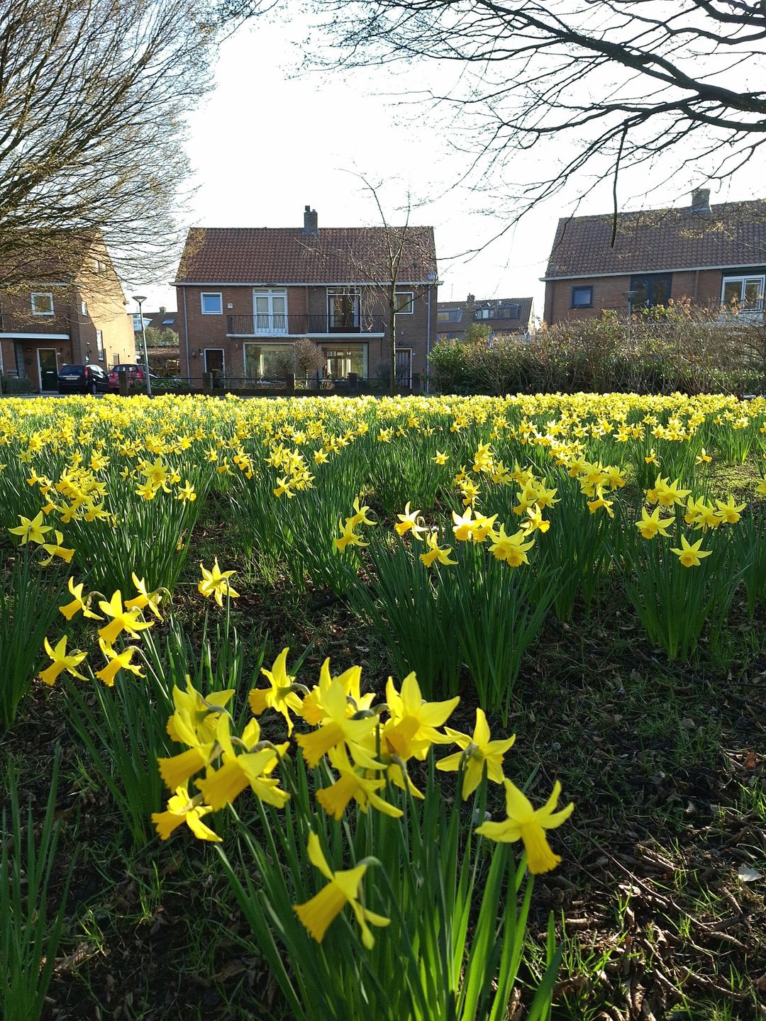 Photo 47 of van Heutszpark 49