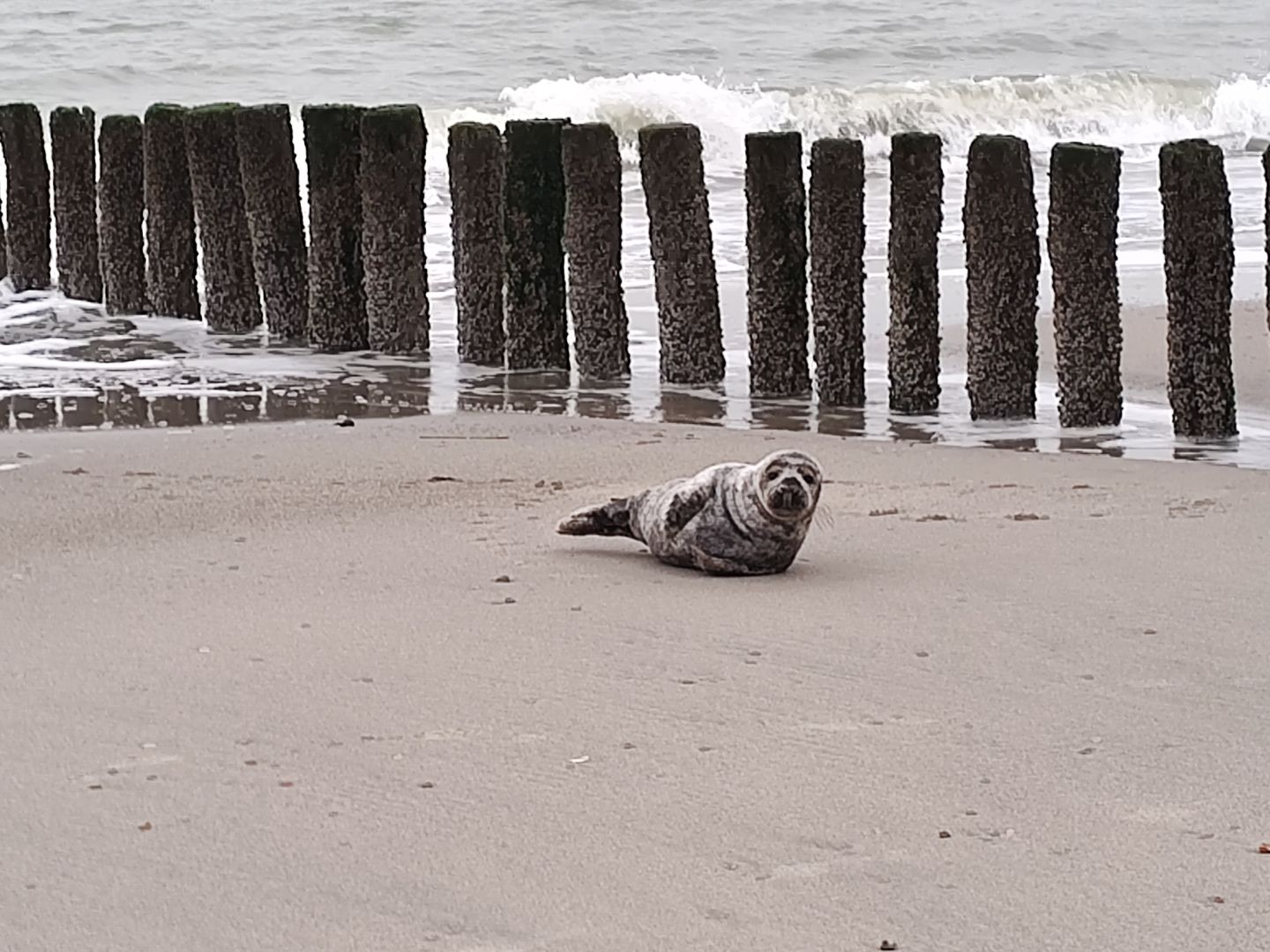 Foto 29 van Zeedijk 24-635