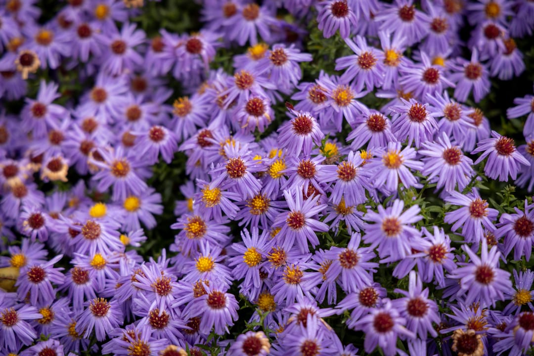 Foto 61 van Planetenlaan 78