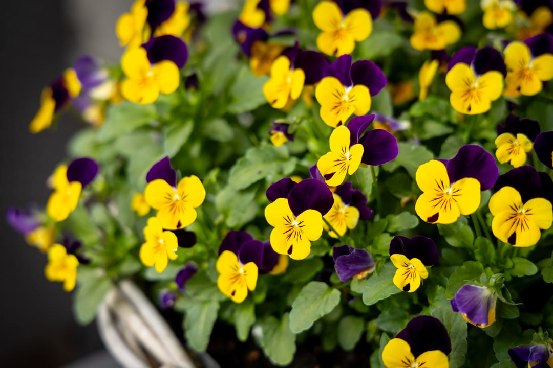 Foto 62 van Planetenlaan 78