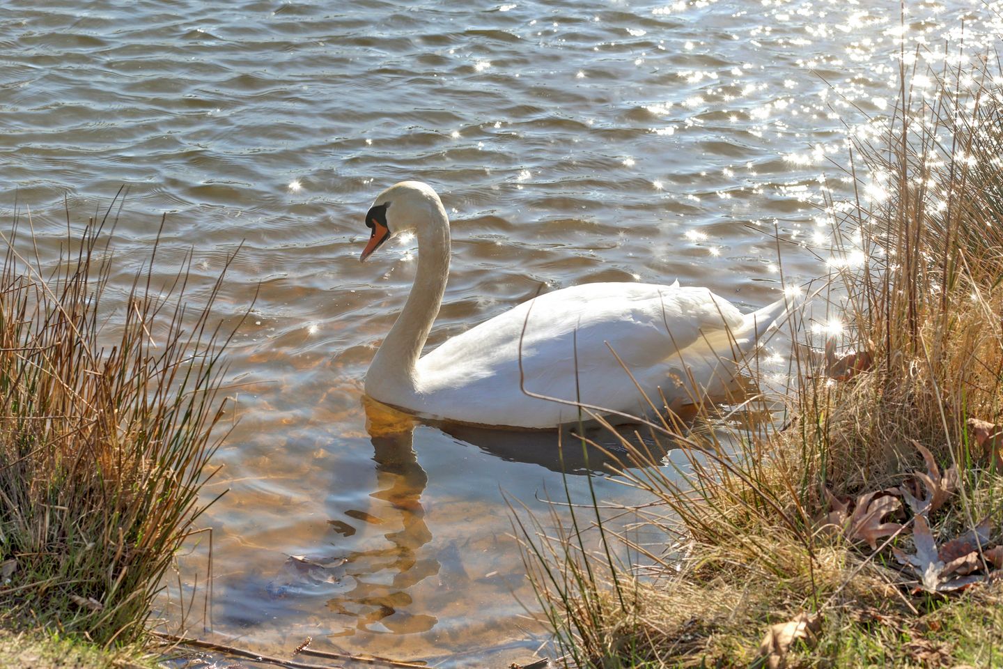 Foto 49 van Laan van de Leeuw 120