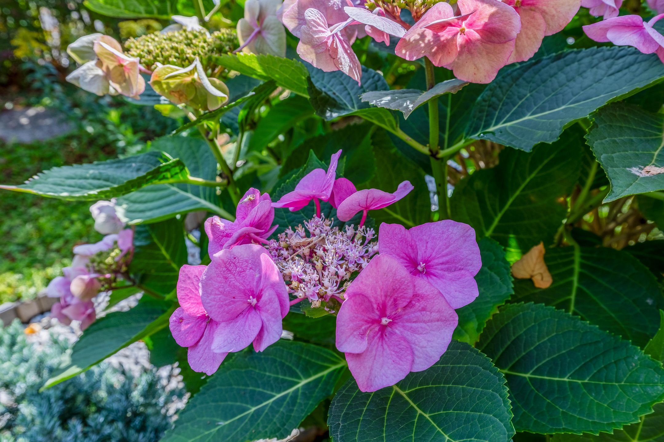 Foto 36 van Clazina Kouwenbergzoom 177