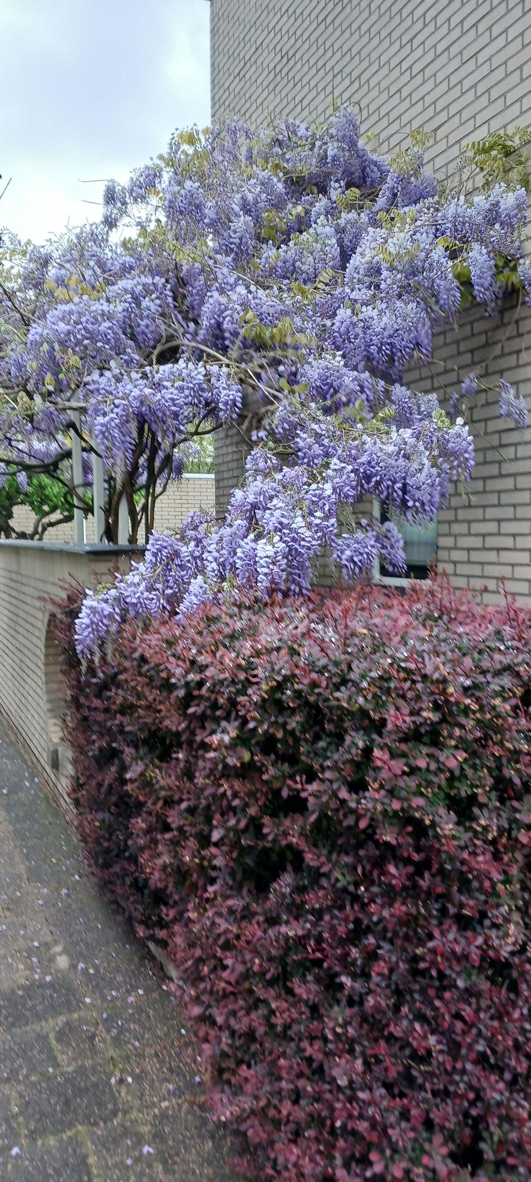 Foto 37 van Clazina Kouwenbergzoom 177