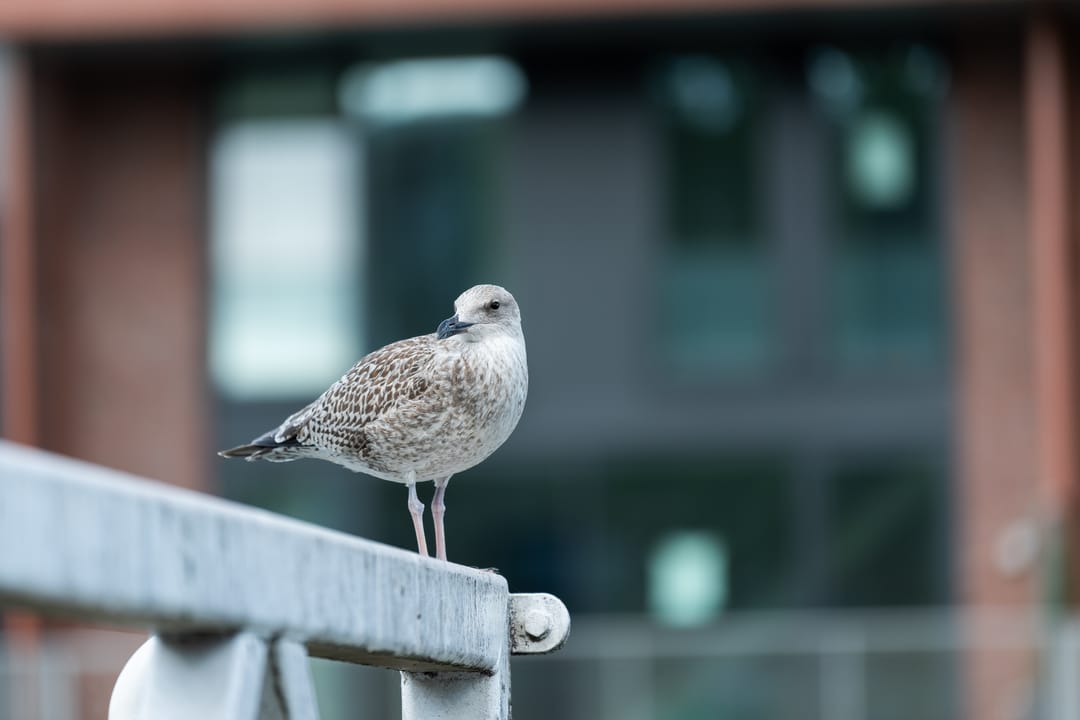 Foto 11 van Piekstraat 371