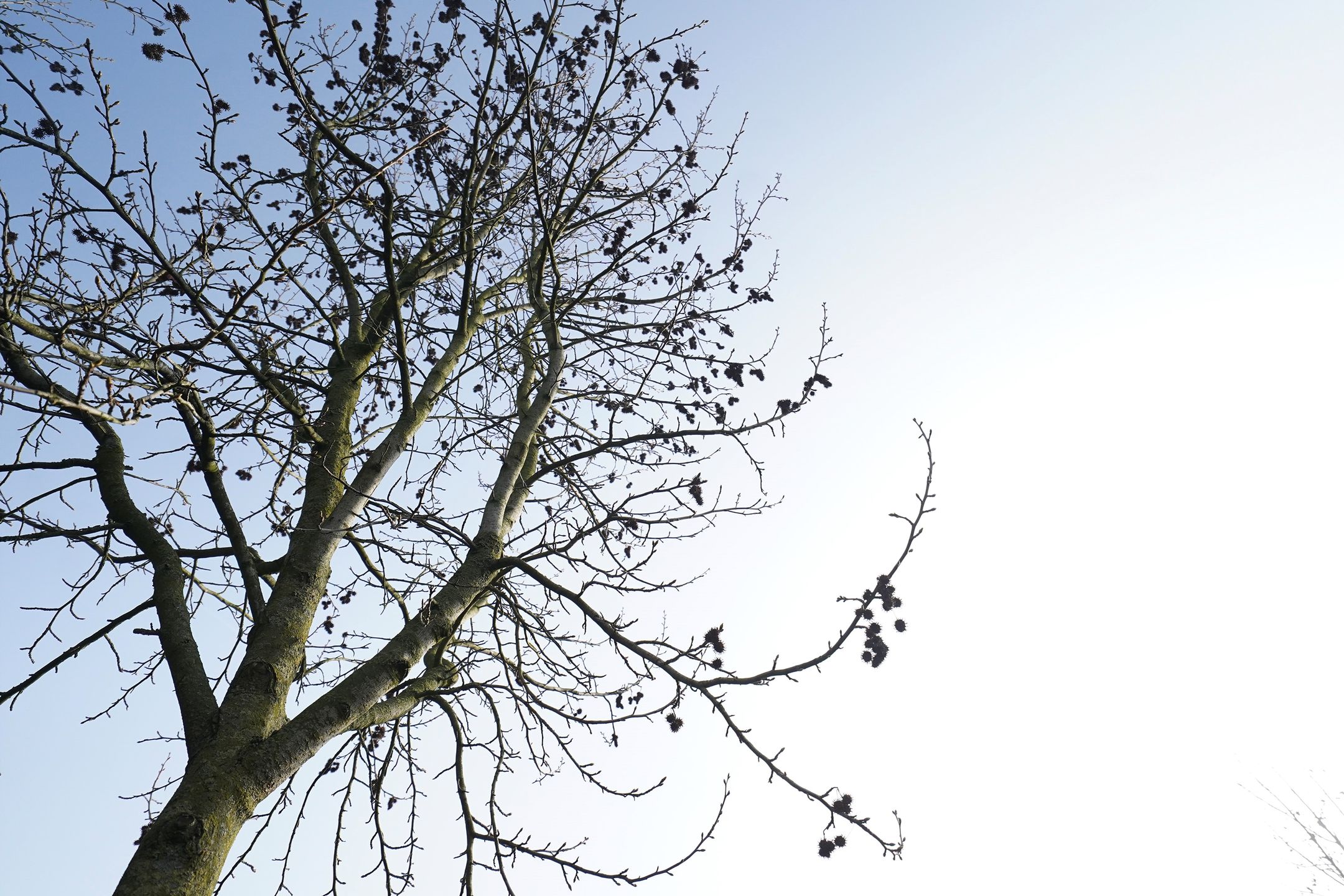 Photo 51 of Aaltsengoed 138