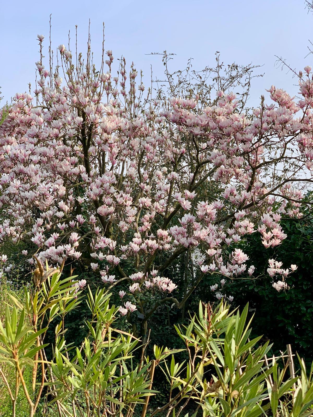 Foto 33 van Cort van der Lindenlaan 19