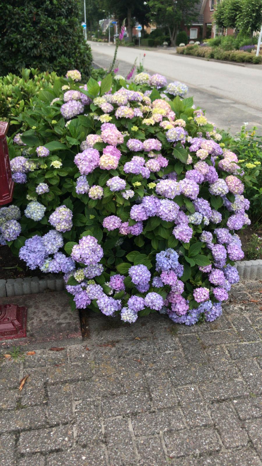 Photo 6 of Boelenswei 70