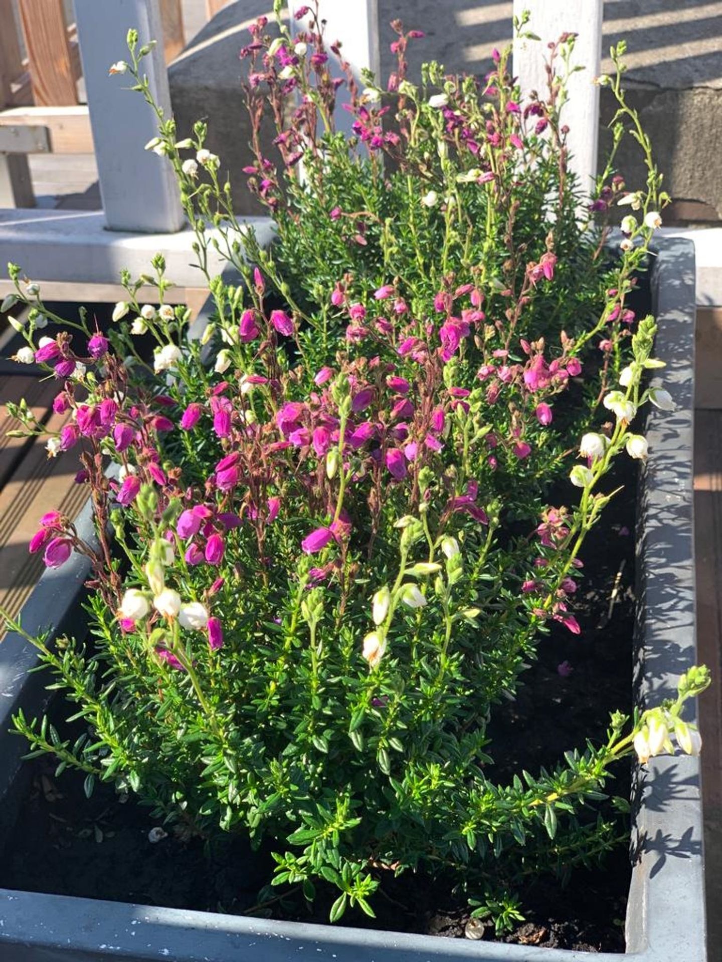 Photo 19 of Van Ostadestraat 350-3