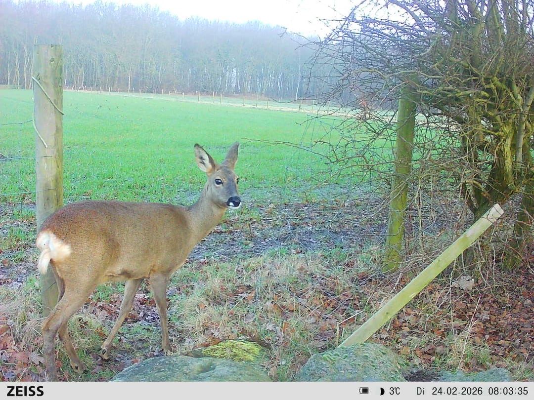 Foto 62 van Delbuursterweg 25