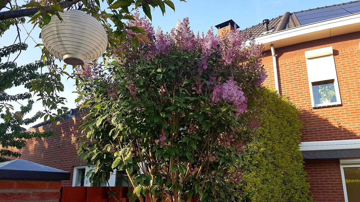 Photo 59 of Willem Schuurmanlaan 17