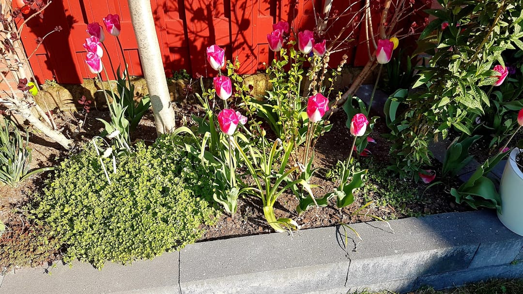 Photo 58 of Willem Schuurmanlaan 17