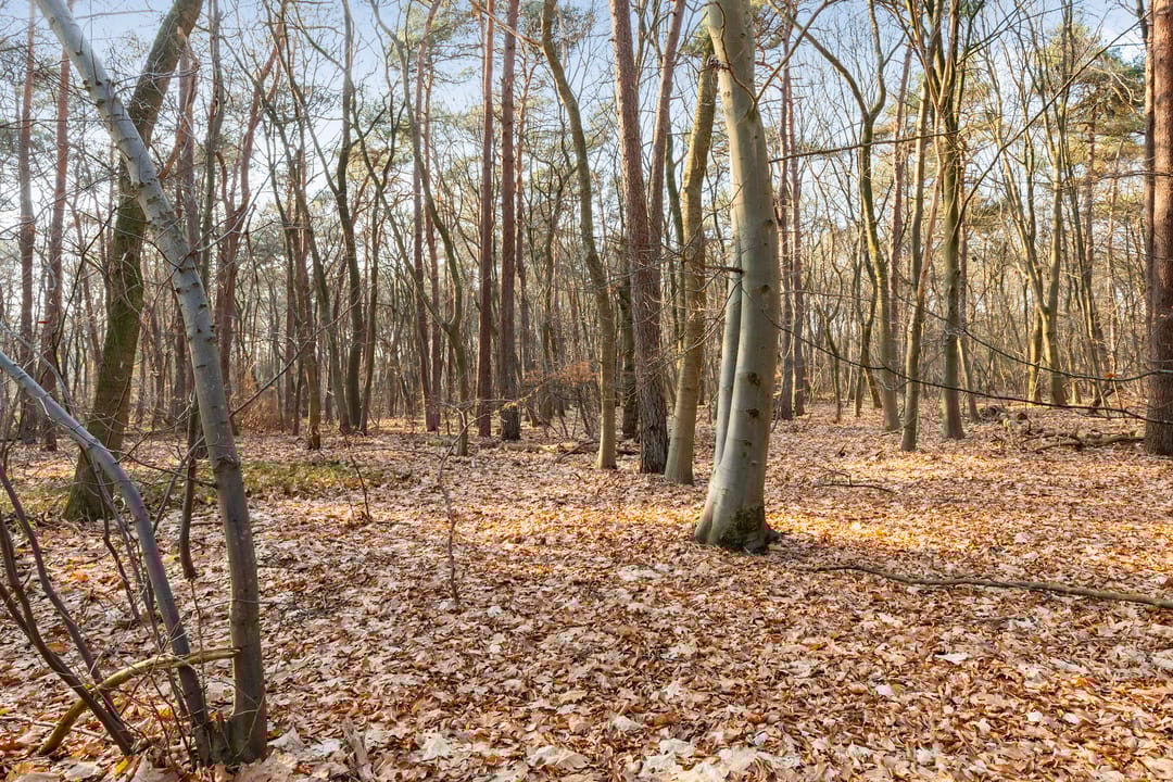 Foto 67 van Coldenhovenseweg 91