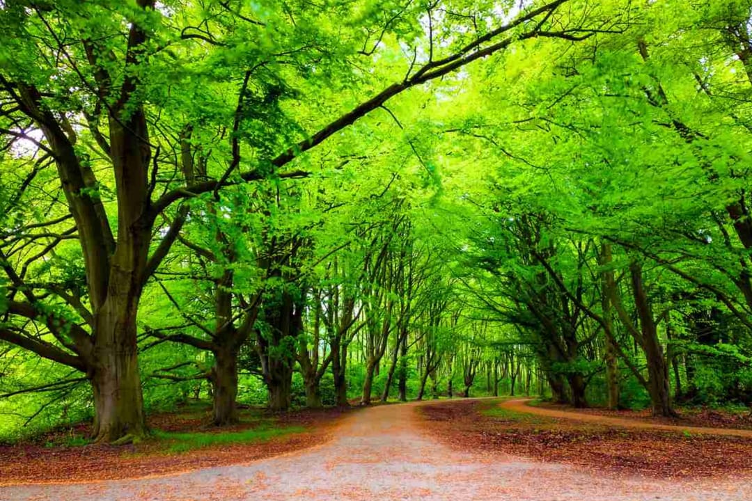 Photo 41 of Populierenlaan 117