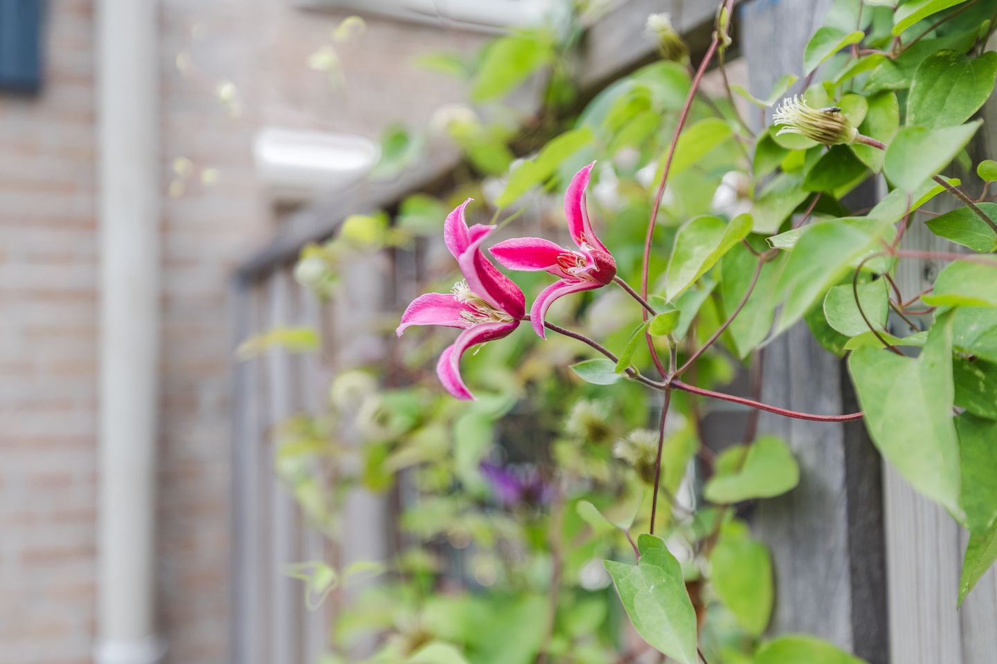 Extended and well-maintained terraced house with sunny garden in child-friendly Breukelen — 27