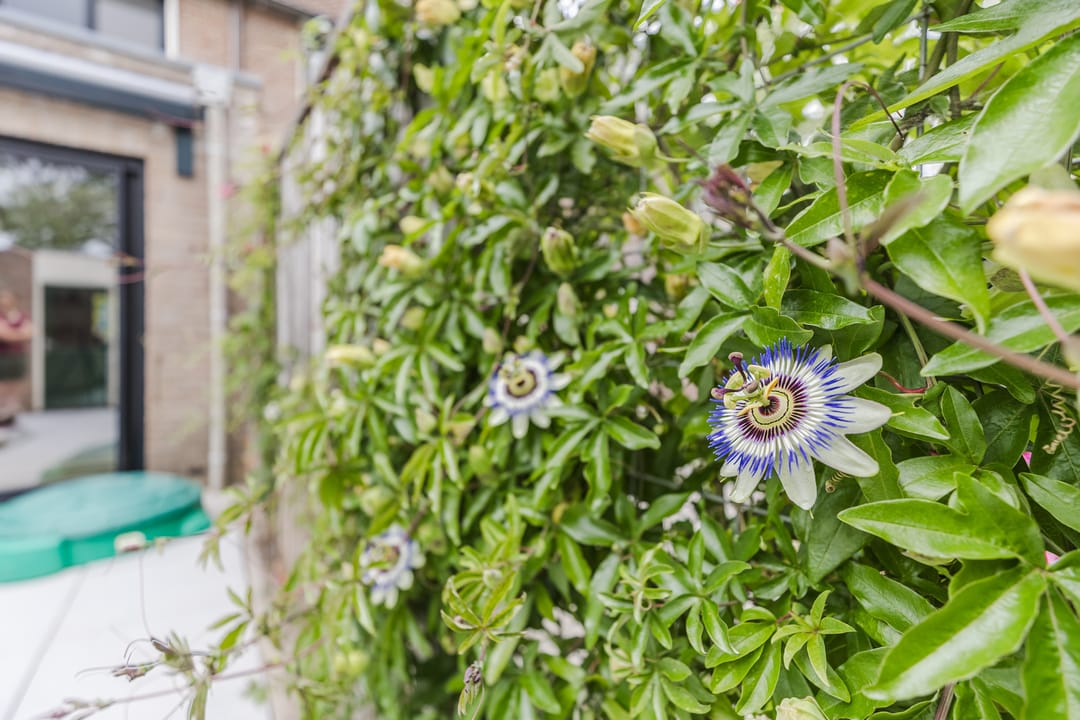 Extended and well-maintained terraced house with sunny garden in child-friendly Breukelen — 30