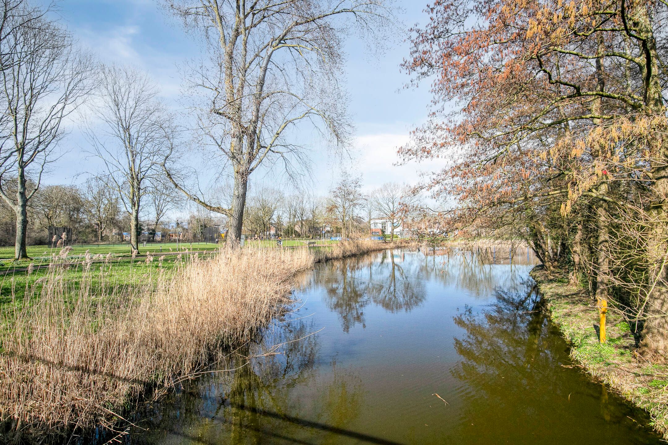 Photo 39 of Speenkruid 7