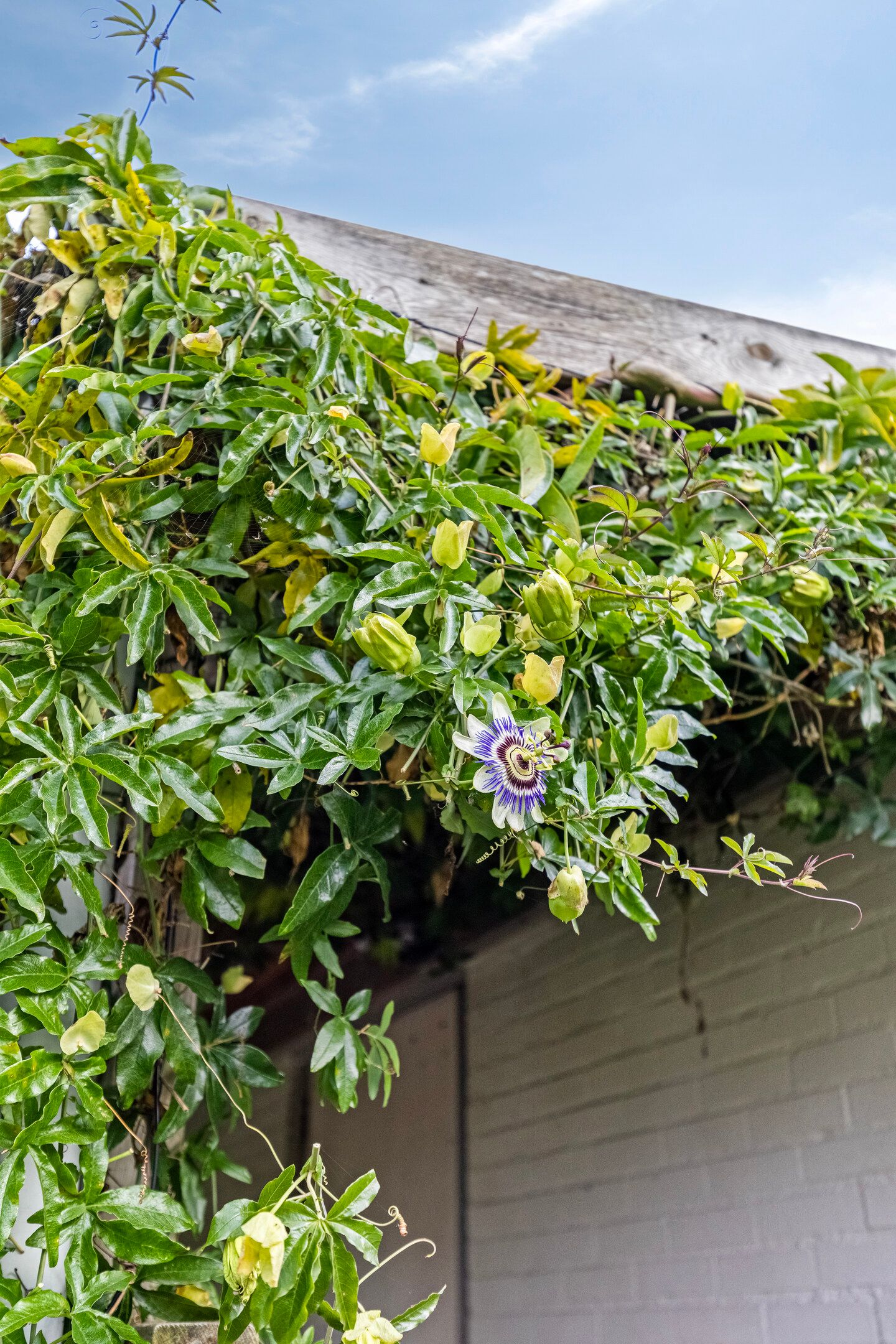 Photo 75 of Boschweg 14-A