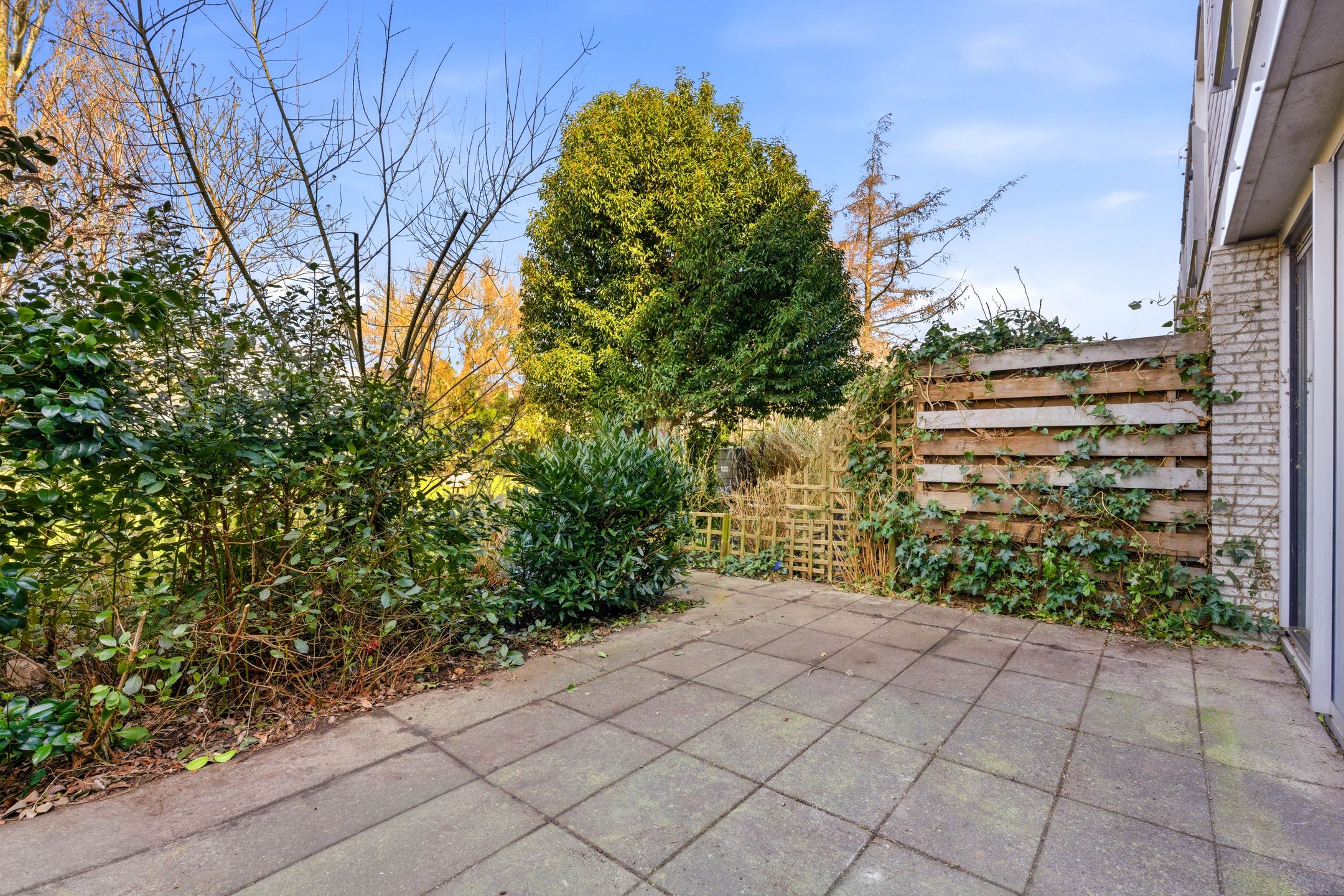 Foto 9 van Apollovlinder 9