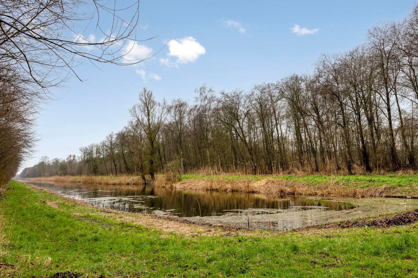 Photo 50 of Groene Specht 14