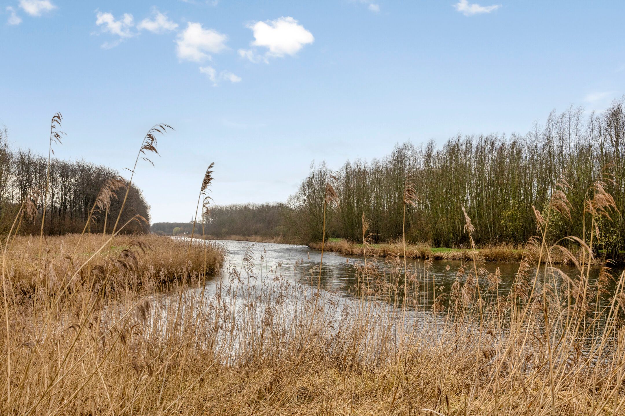 Photo 51 of Groene Specht 14