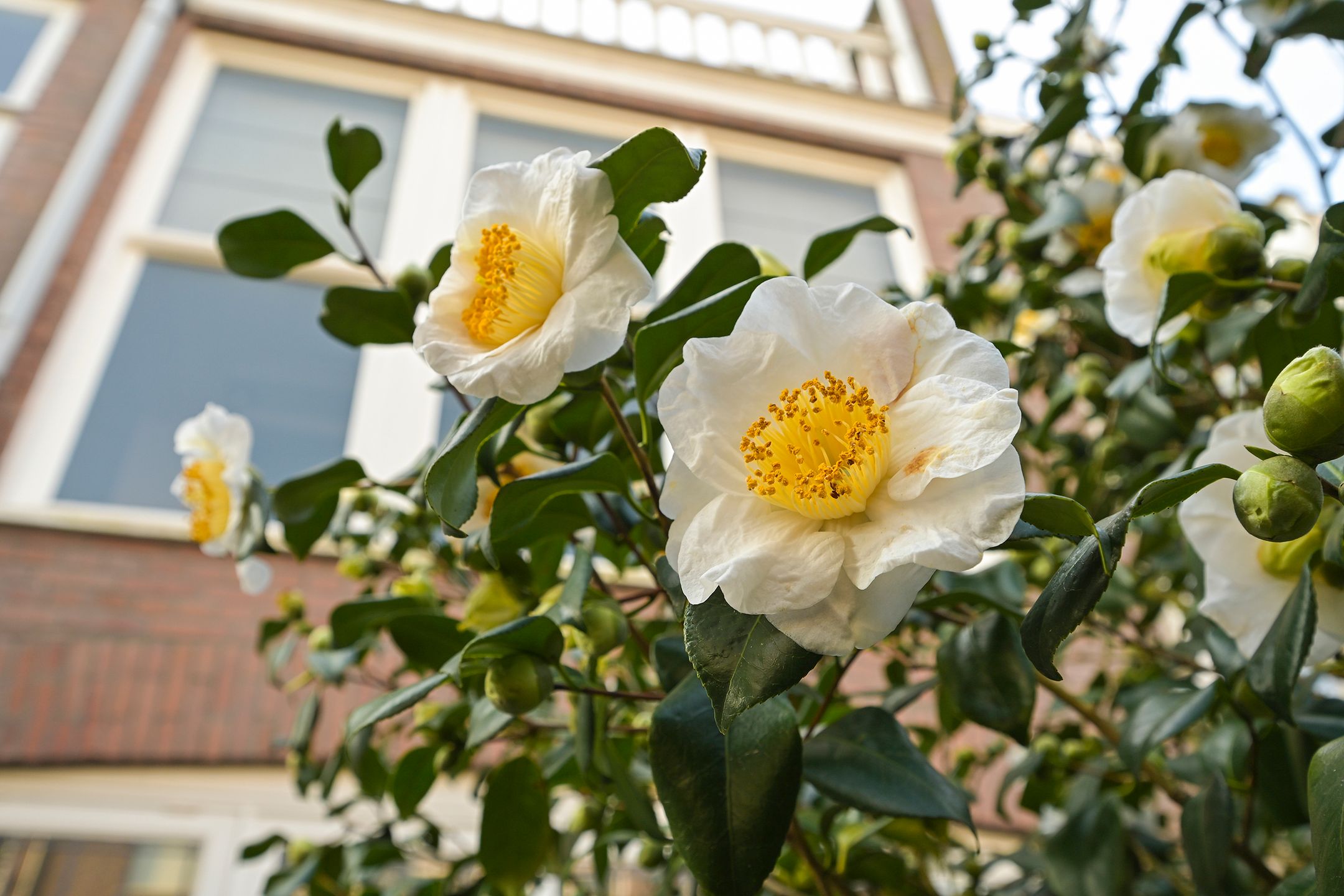 Photo 24 of Archimedesstraat 101