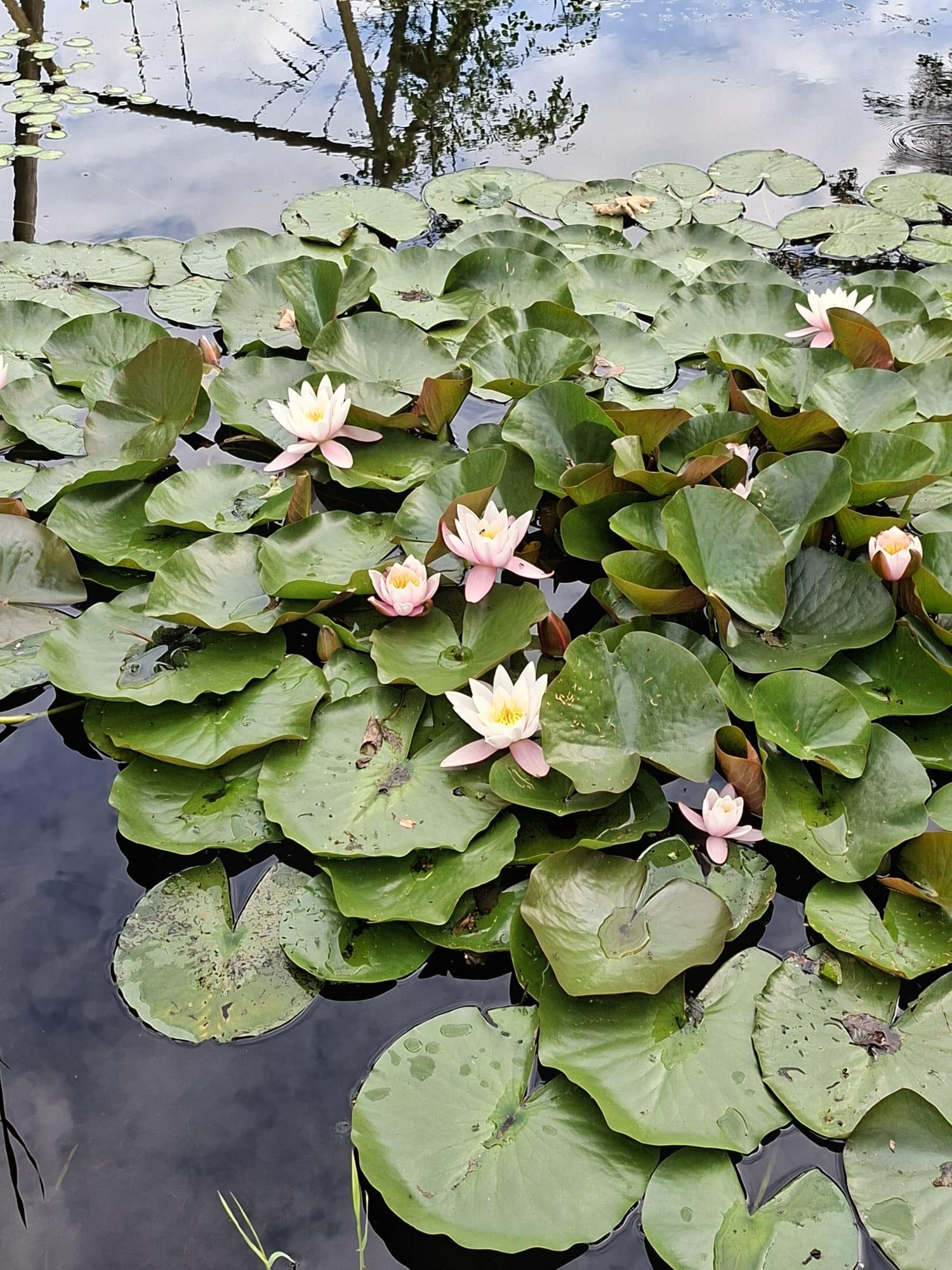 Photo 45 of Bandsloot 25