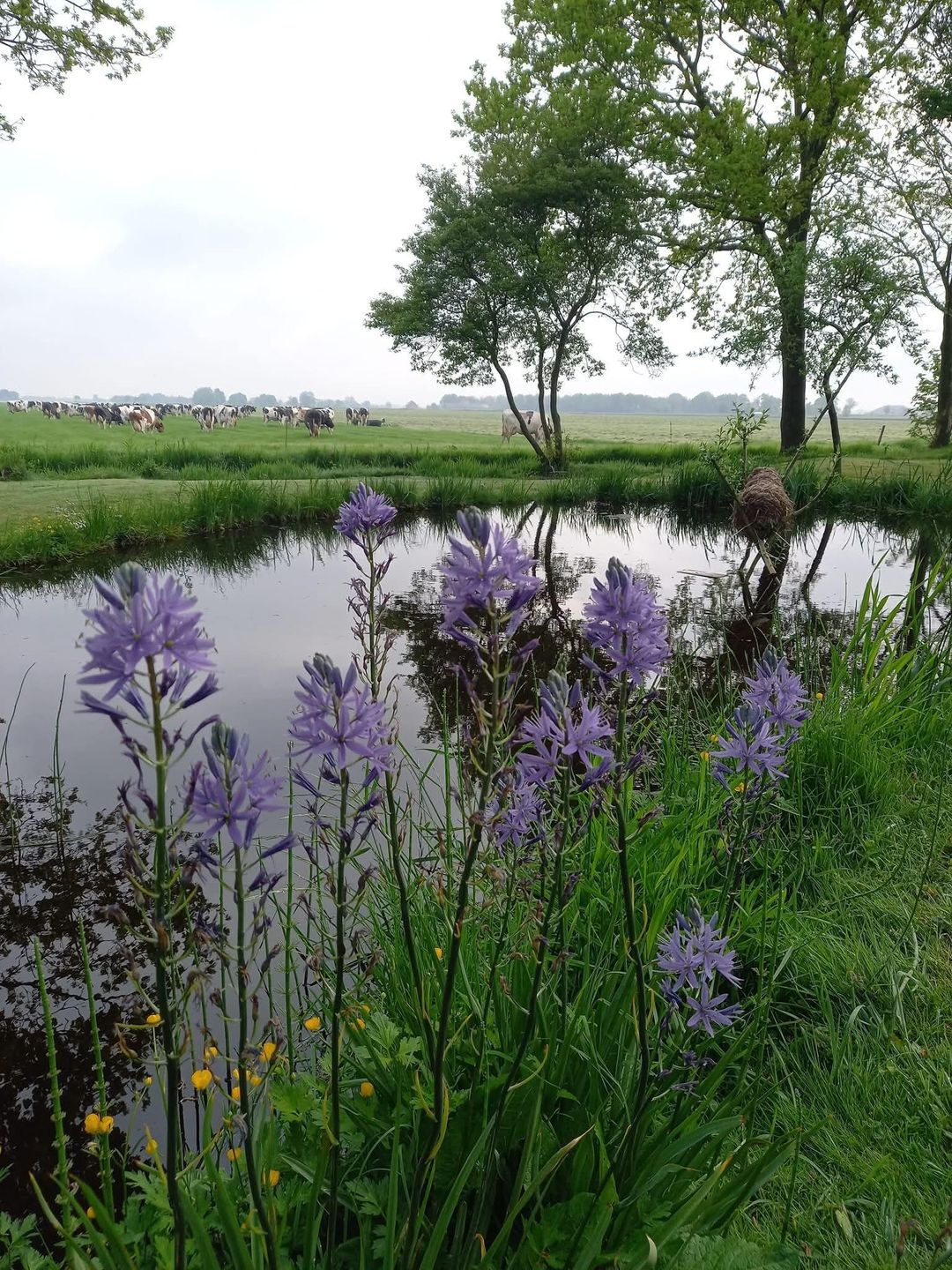 Photo 46 of Bandsloot 25