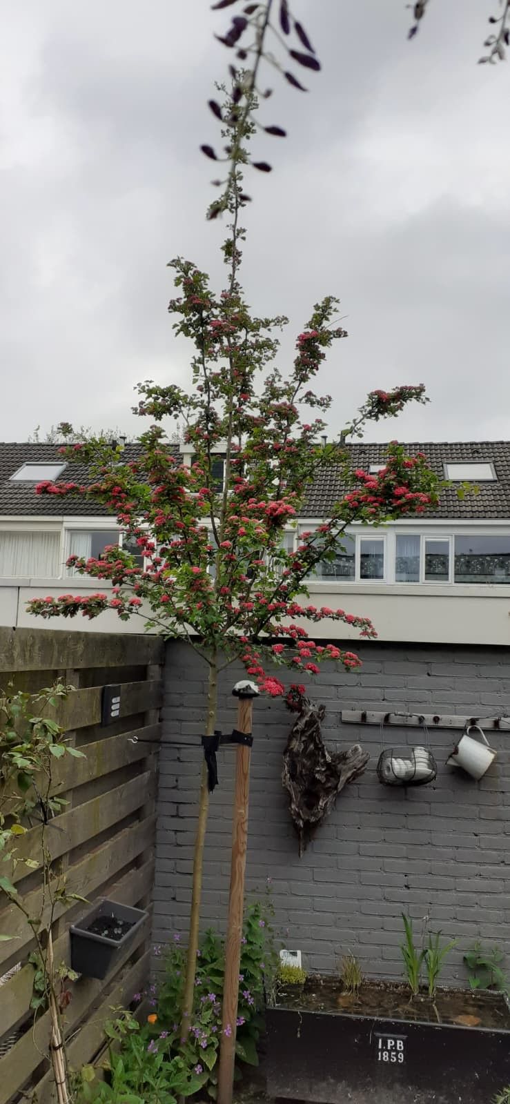 Photo 58 of Tjonger 111