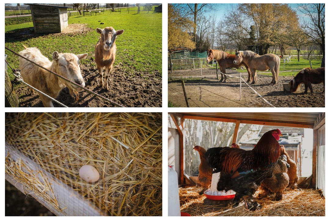 Foto 2 van Bommelweg 1