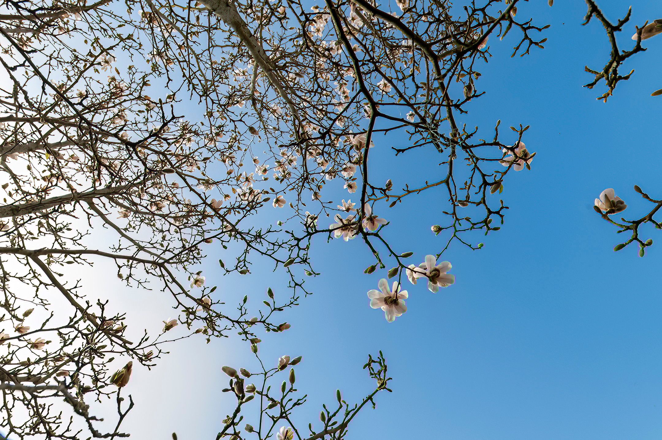 Foto 15 van St. Annakapelstraat 27