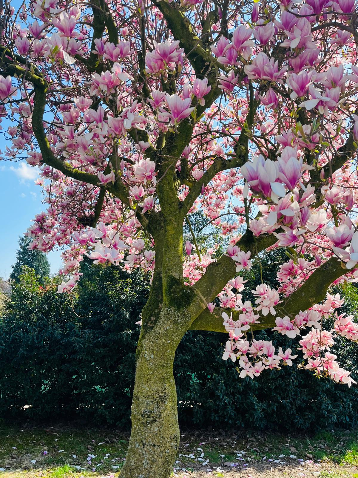 Foto 36 van Bovensteweg 3