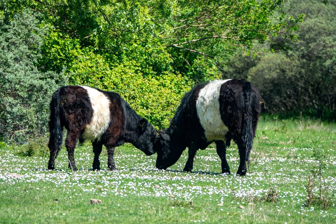 Foto 23 van Brouwerijstraat 33