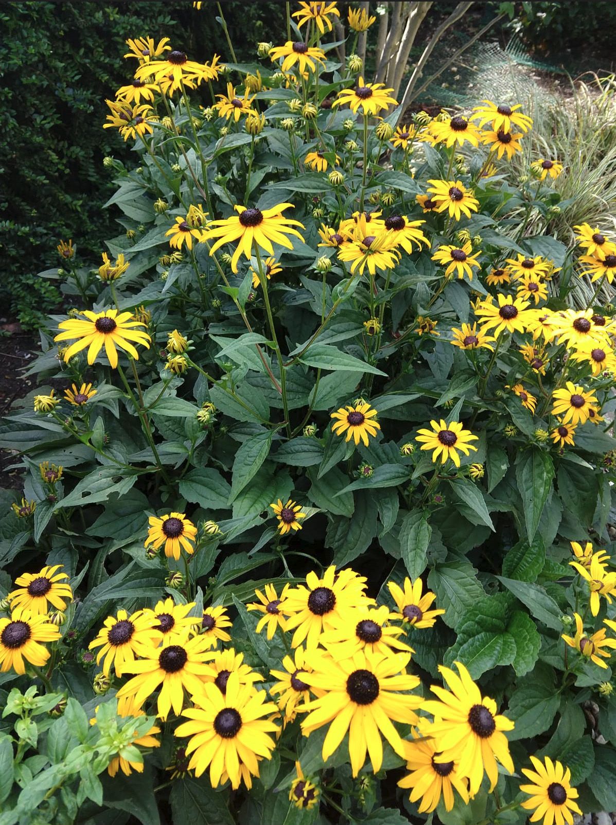 Photo 25 of Baljuwlaan 67