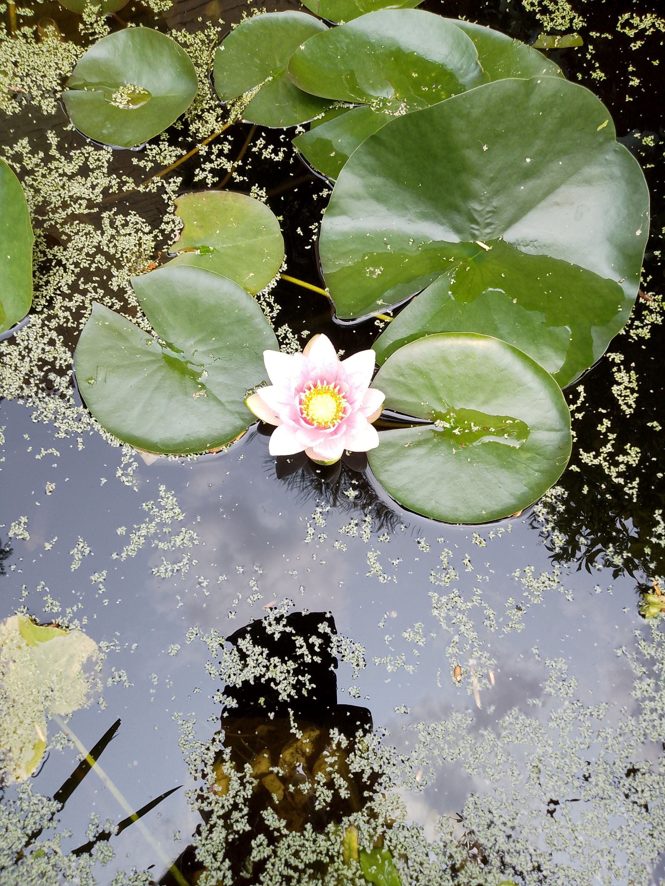 Photo 27 of Baljuwlaan 67