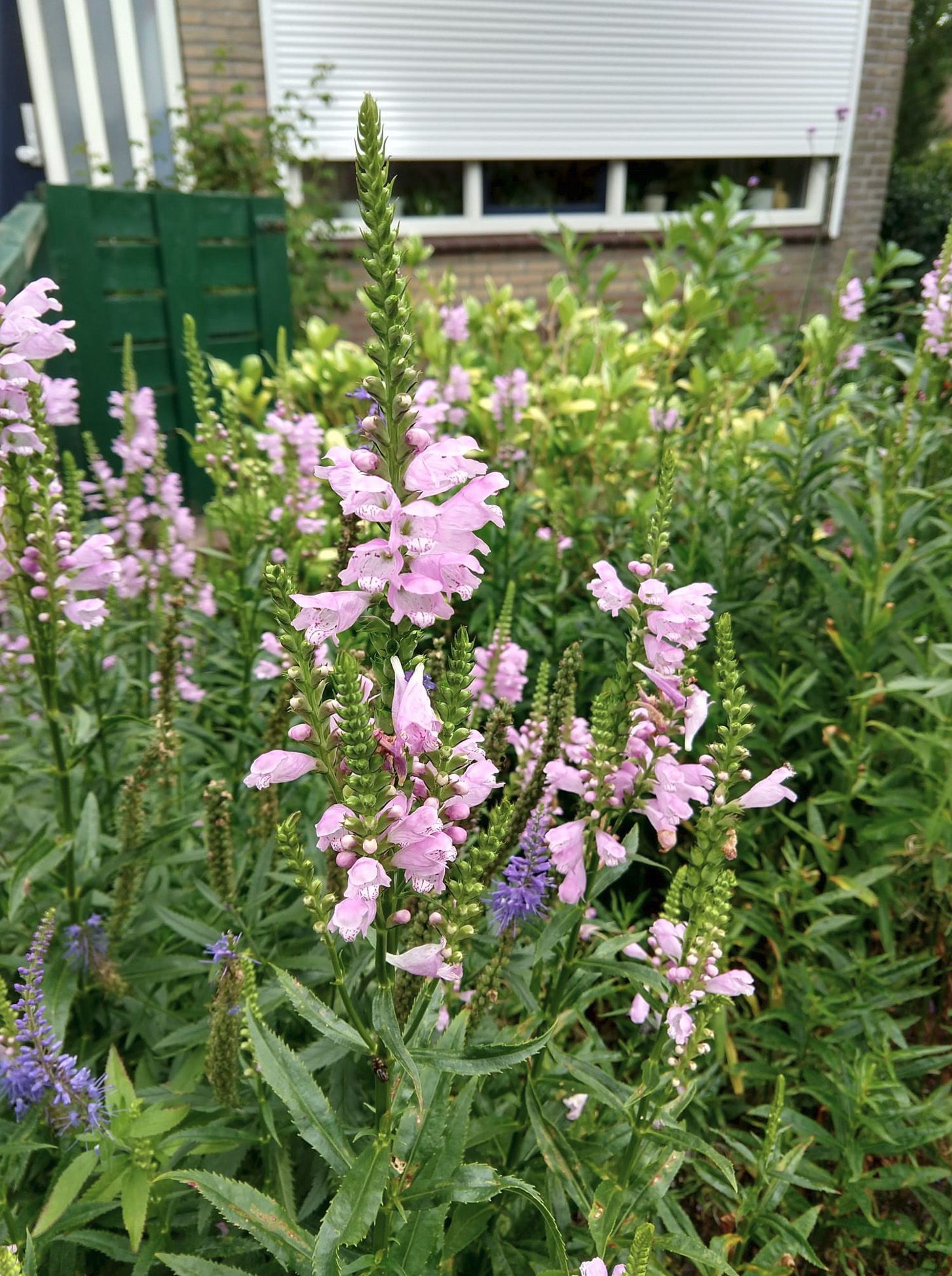 Photo 30 of Baljuwlaan 67