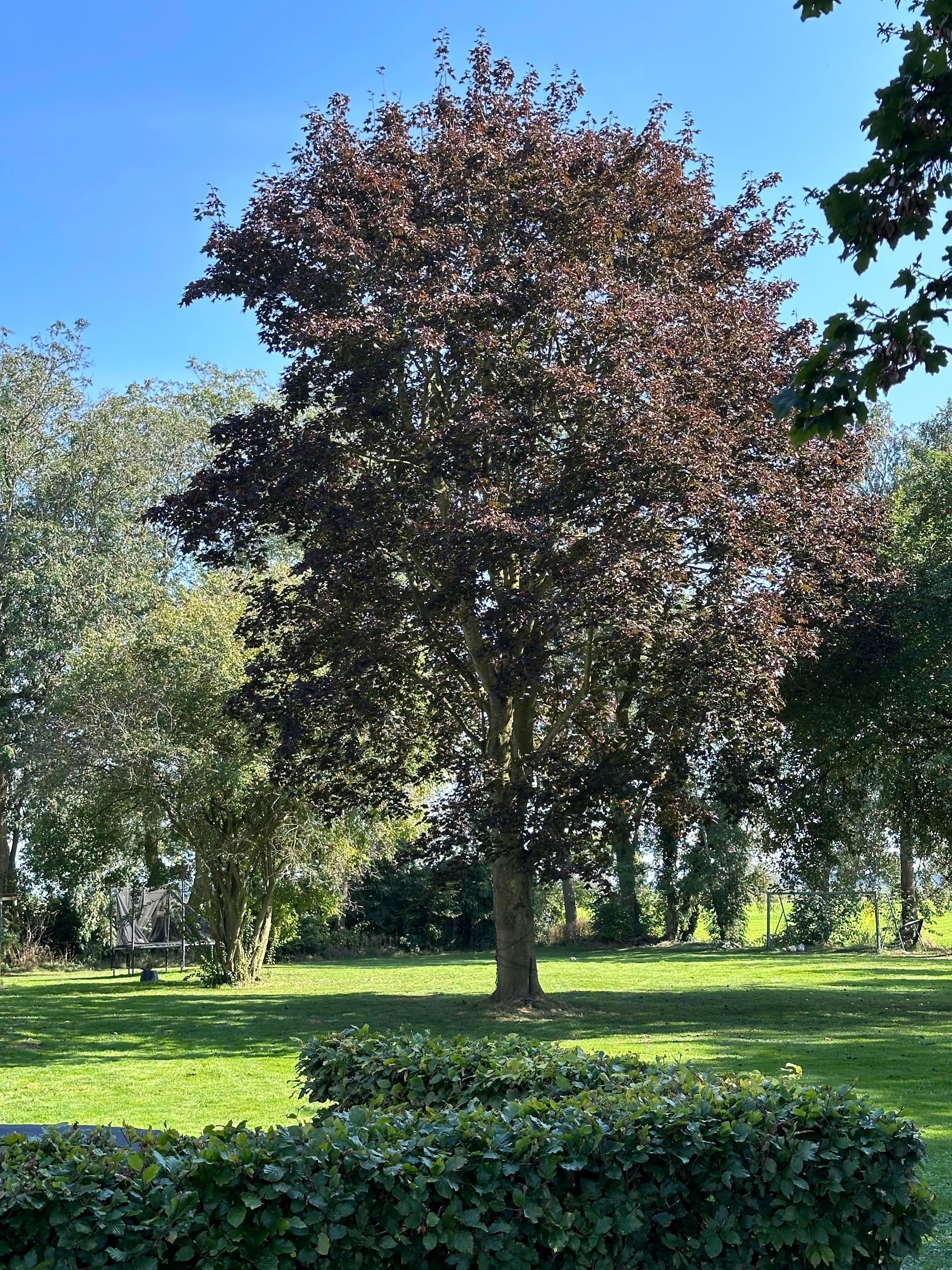 Photo 69 of Kikkerij 1