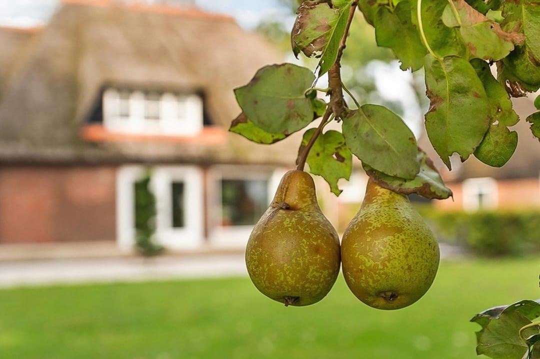 Photo 71 of Kikkerij 1